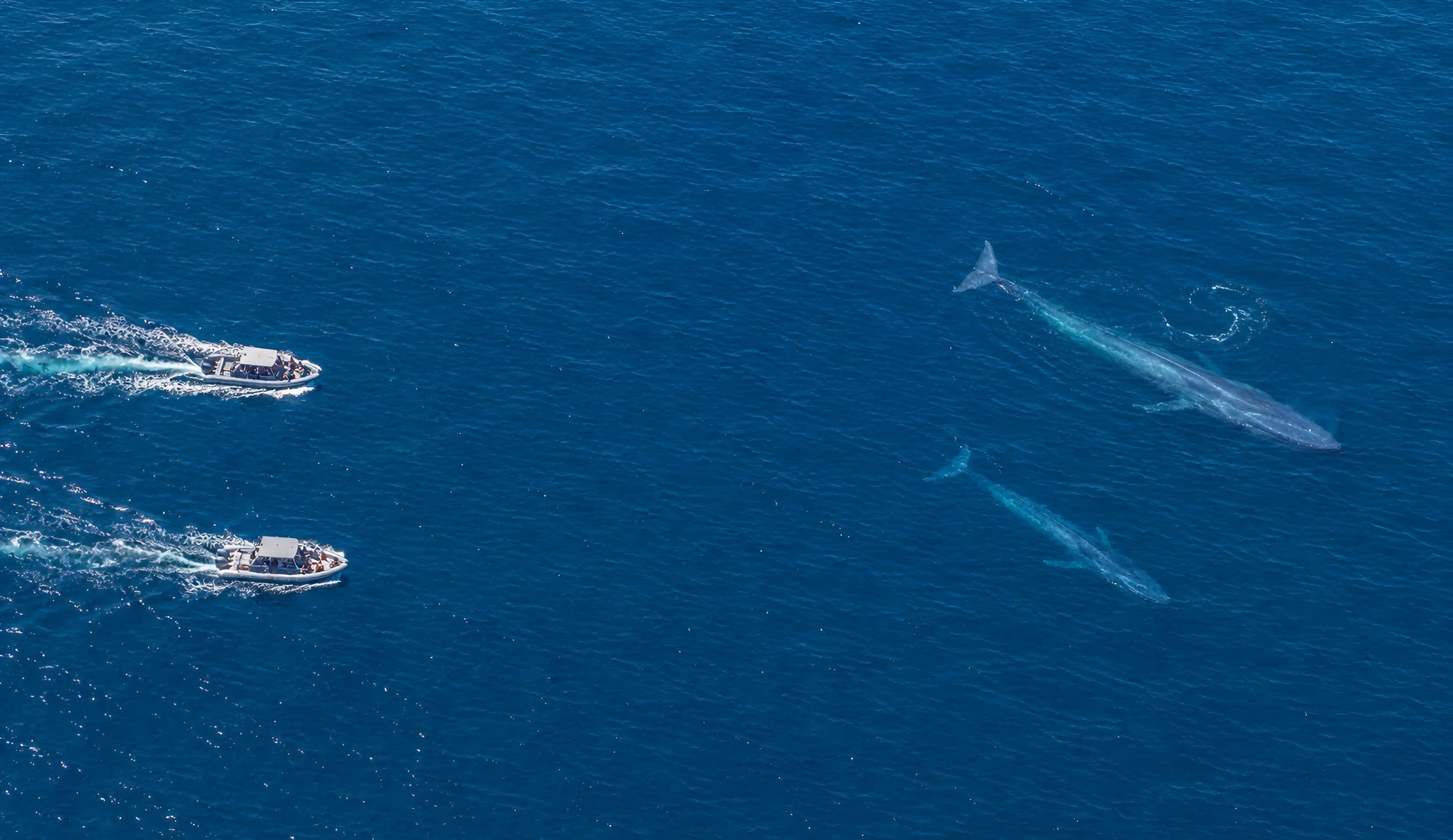 Blue Whale Watching San Diego